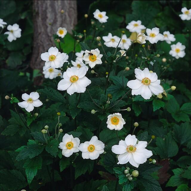 Anemone hybrida 'Honorine Jobert' (6 stuks)