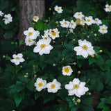 Anemone hybrida 'Honorine Jobert' (6 stuks)