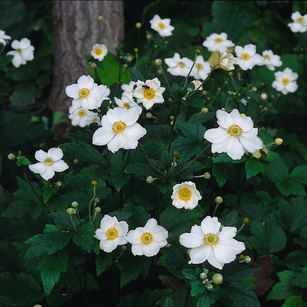 Anemone hybrida 'Honorine Jobert' (6 stuks)