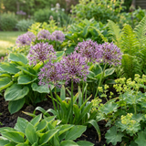 120x Allium Christophii - Sierui