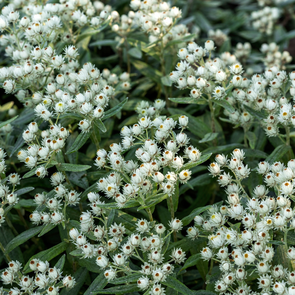 Anaphalis triplinervis (6 stuks)
