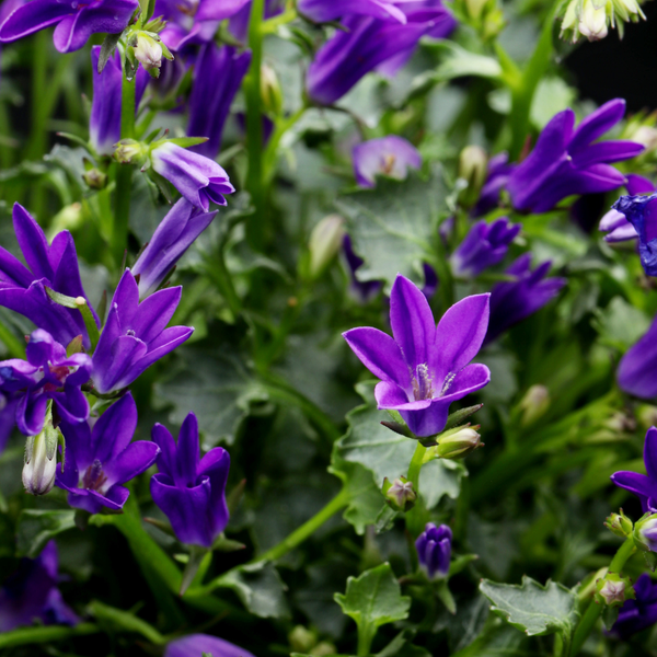 Campanula persicifolia 'Coerulea' (6 stuks)