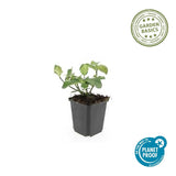 Euonymus fortunei 'Dart's Blanket' (6 stuks)