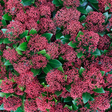 Skimmia japonica 'Rubella' (3 stuks)