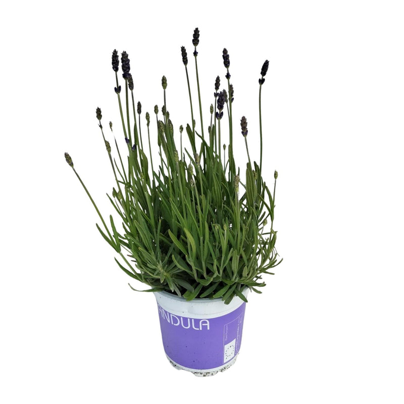 Lavandula angustifolia 'Hidcote' (1 stuk)