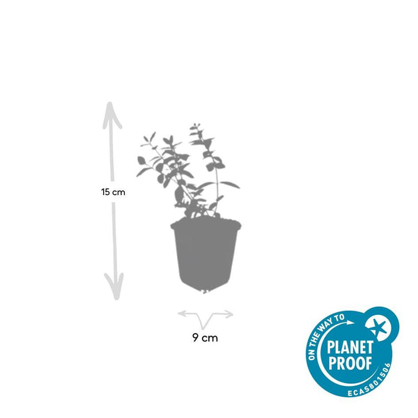 Hypericum dummeri 'Peter Dummer' (6 stuks)