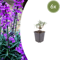 Verpakking — Erysimum 'Bowles' Mauve' (6 stuks)