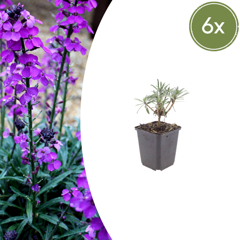 Erysimum 'Bowles' Mauve' (6 stuks)