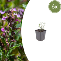 Verpakking — Teucrium chamaedrys (6 stuks)