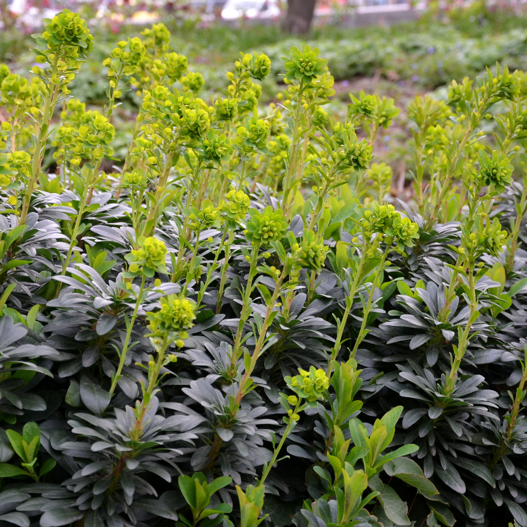 Euphorbia amygdaloides 'Robbiae' (6 stuks)