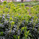 Euphorbia amygdaloides 'Robbiae' (6 stuks)