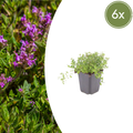 Thymus serpyllum (6 stuks)
