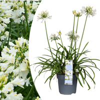 Verpakking — Agapanthus 'Everwhite'  23cm