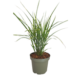 Miscanthus sinensis ‘Zebrinus’ (3 stuks)