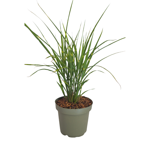 Miscanthus sinensis ‘Zebrinus’ (3 stuks)