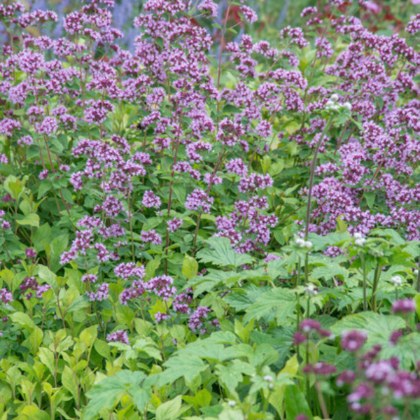 Origanum laevigatum 'Herrenhausen' (6 stuks)