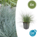Festuca glauca 'Elijah Blue' (6 stuks)