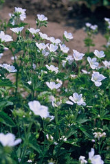 Geranium sanguineum 'Album' (6 stuks)