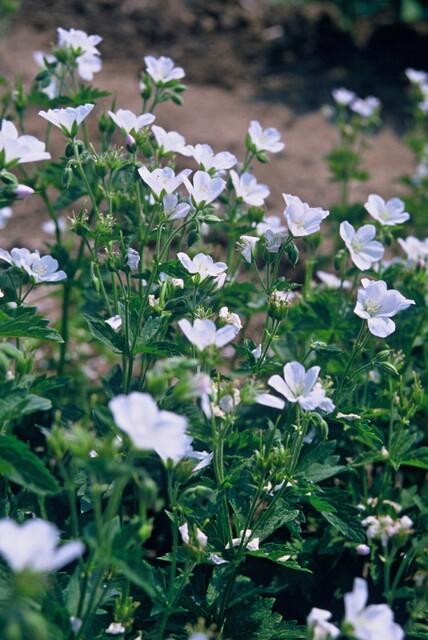 Geranium sanguineum 'Album' (6 stuks)