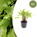 Asplenium scolopendrium (6 stuks)
