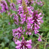 Stachys monieri 'Hummelo' (6 stuks)