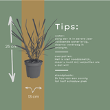 Panicum virgatum ‘Rotstrahlbusch’ (3 stuks)