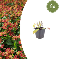 Verpakking — Helenium 'Moerheim Beauty' (6 stuks)