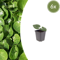 Verpakking — Asarum europaeum (6 stuks)