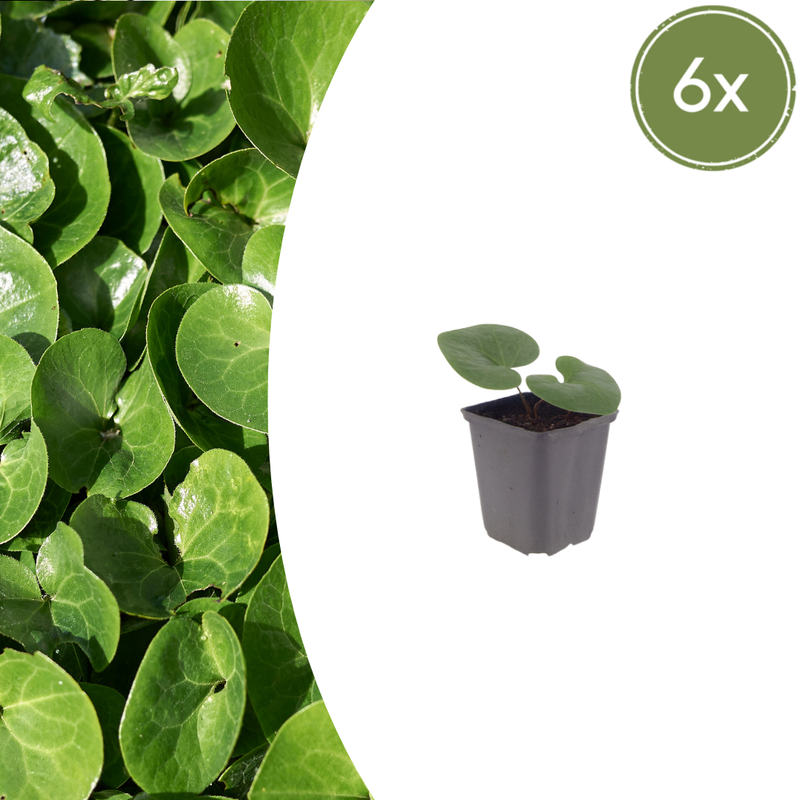 Asarum europaeum (6 stuks)