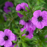 Geranium macrorrhizum 'Bevan's Variety' (6 stuks)