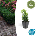Euonymus japonicus 'Green Spire' (6 stuks)