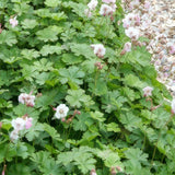 Geranium cantabrigiense 'Biokovo' (6 stuks)