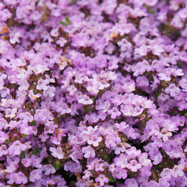 Thymus praecox 'Purple Beauty' (6 stuks)