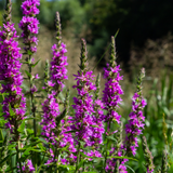 Lythrum salicaria (6 stuks)