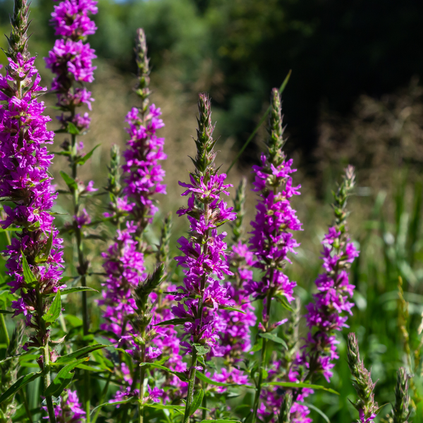 Lythrum salicaria (6 stuks)