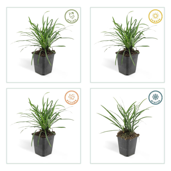 Liriope muscari 'Big Blue' (6 stuks)