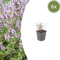Verpakking — Thymus vulgaris (6 stuks)