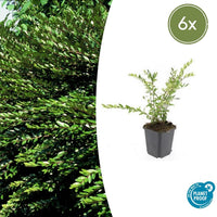 Verpakking — Lonicera pileata (6 stuks)