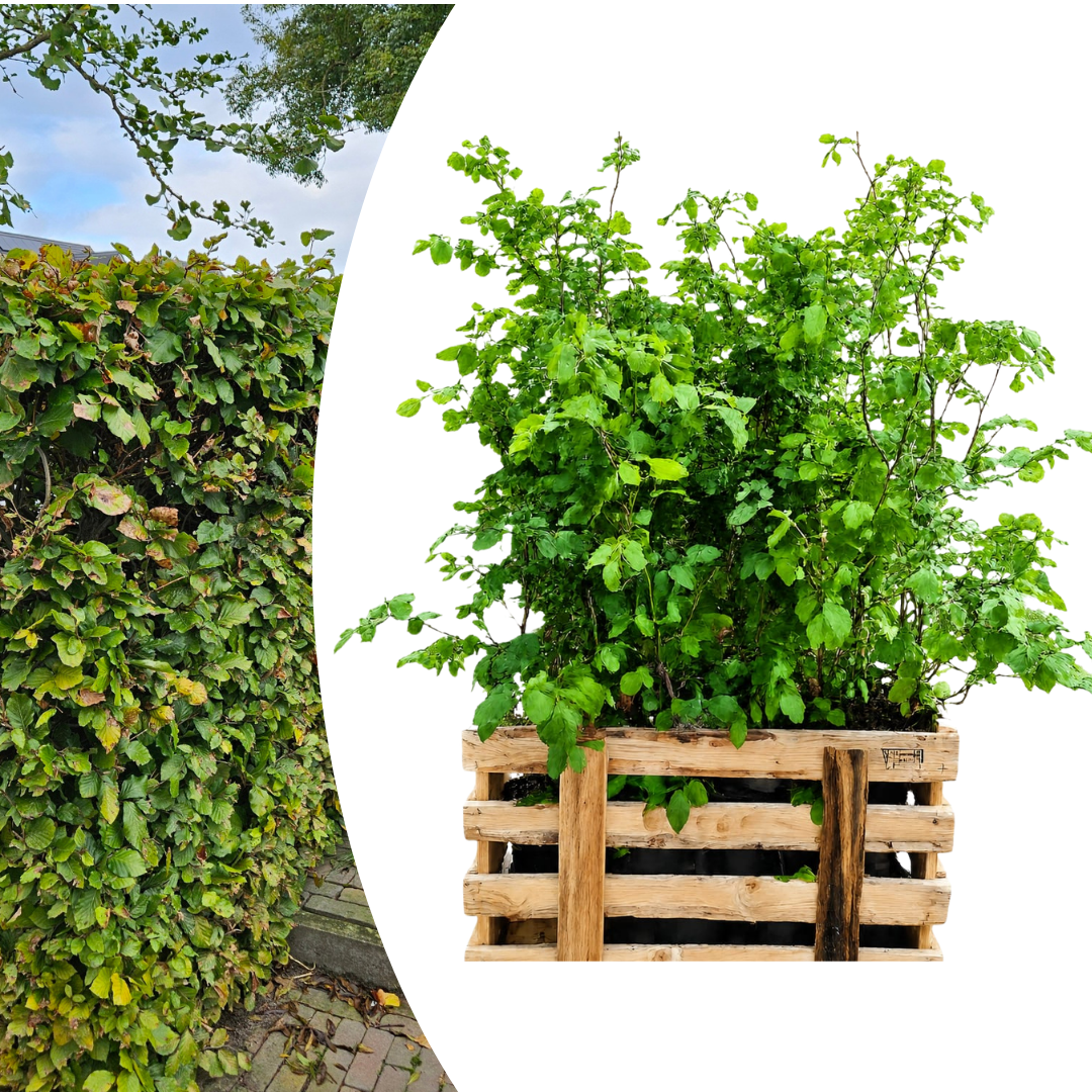Palletdeal Haagplanten:  50 Fagus sylvatica Mini Pallet