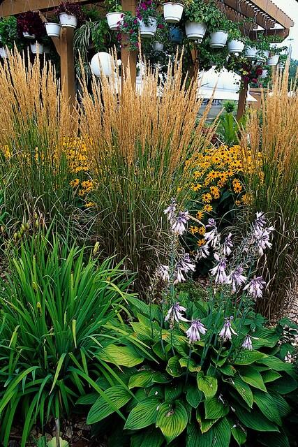 Calamagrostis acutiflora 'Karl Foerster' (6 stuks)