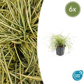 Carex oshimensis 'Evergold' (6 stuks)