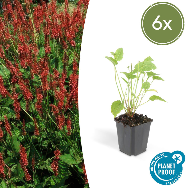 Persicaria amplexicaulis (6 stuks)