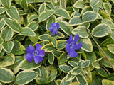 Vinca minor 'Blue and Gold' (6 stuks)