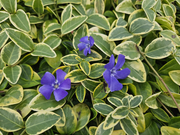 Vinca minor 'Blue and Gold' (6 stuks)