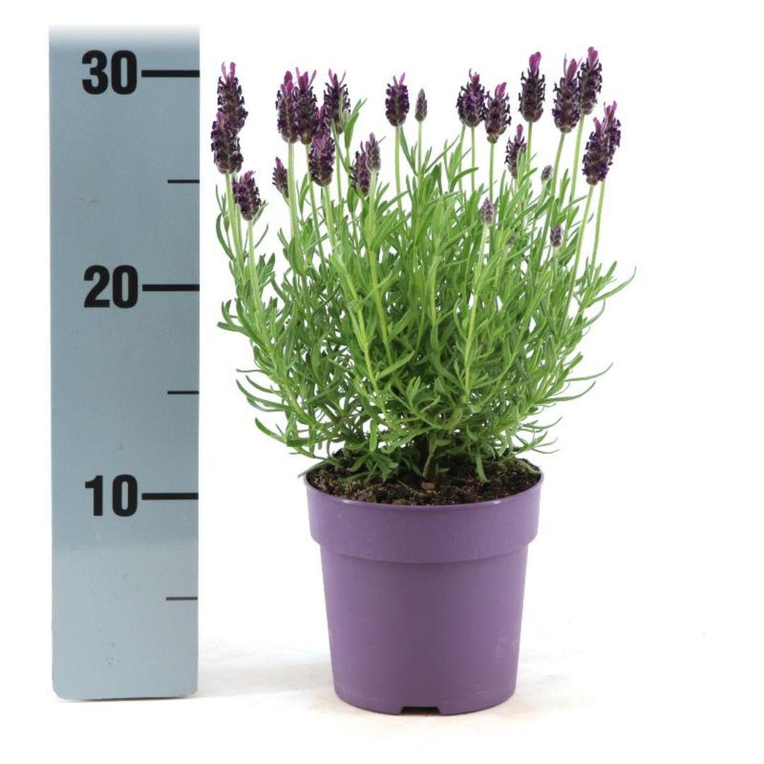 Lavandula stoechas 'Anouk' (6 stuks)