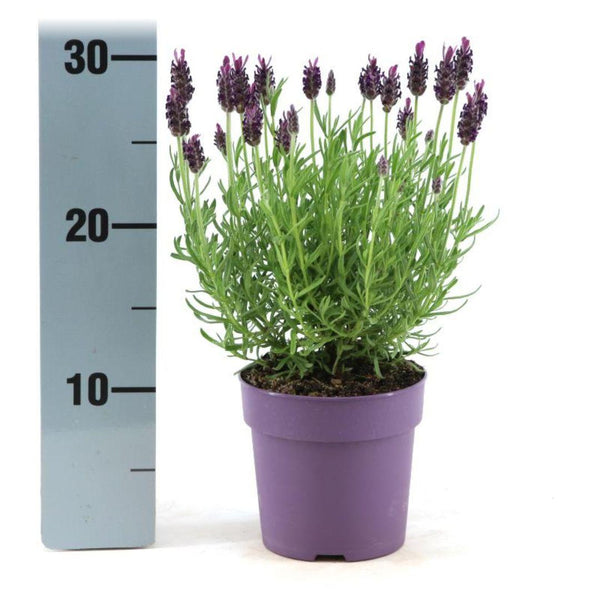 Lavandula stoechas 'Anouk' (6 stuks)