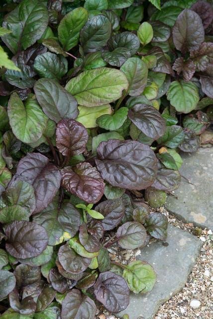 Ajuga reptans 'Catlin's Giant' (6 stuks)
