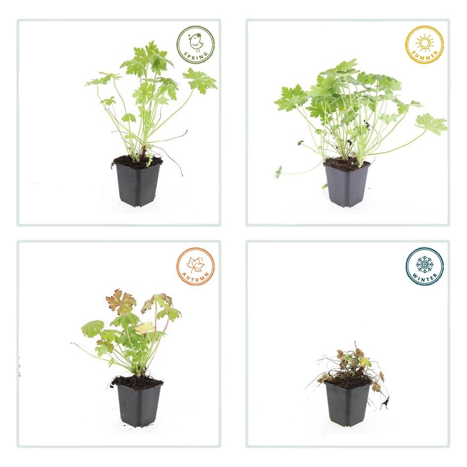 Geranium macrorrhizum (6 stuks)
