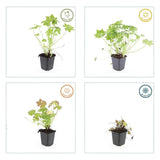 Geranium macrorrhizum (6 stuks)