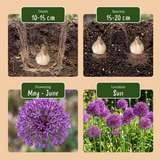 30x Allium Purple Sensation - Sierui